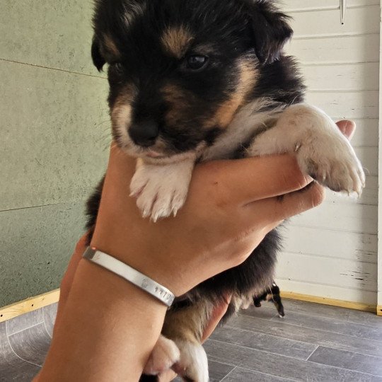 chiot Berger australien Noir tricolore Berger australien des fauminards
