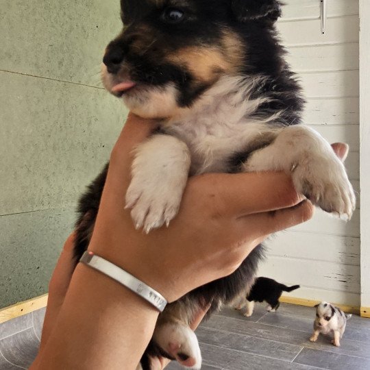 chiot Berger australien Noir tricolore Berger australien des fauminards
