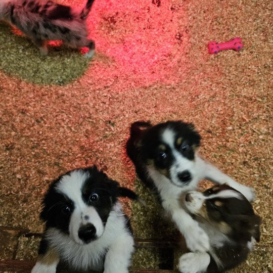 chiot Berger australien Noir tricolore ULGA Berger australien des fauminards