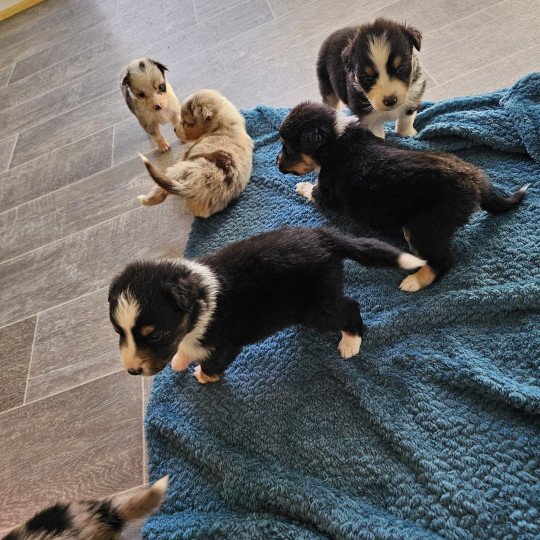 chiot Berger australien Noir tricolore Berger australien des fauminards
