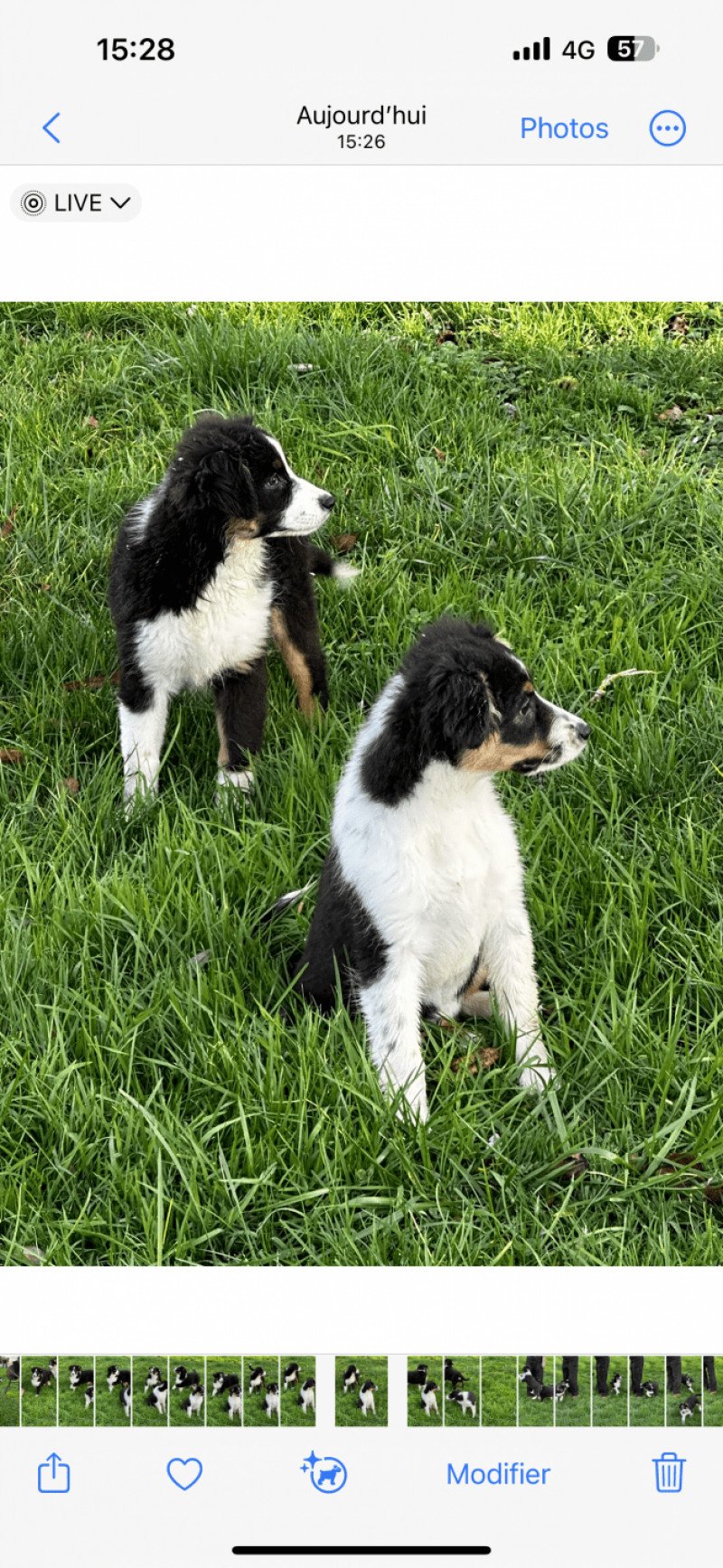 Undy Femelle Berger australien