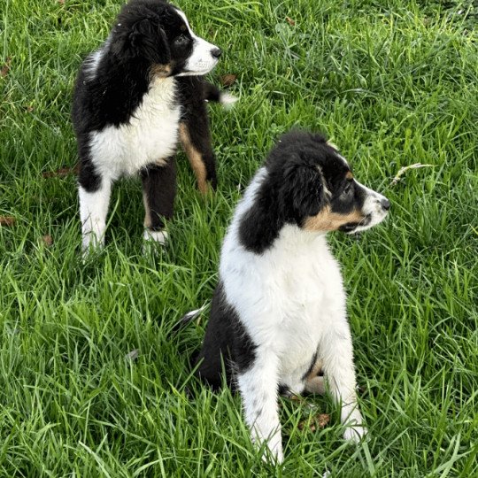 chiot Berger australien Noir tricolore Undy Berger australien des fauminards