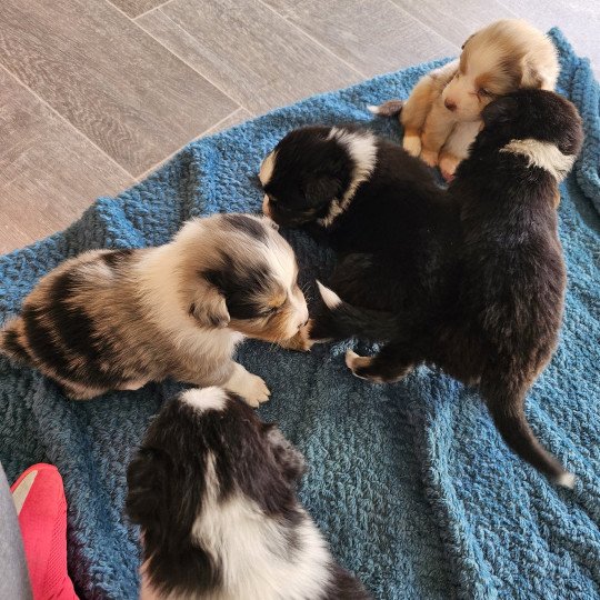 chiot Berger australien Noir tricolore Berger australien des fauminards