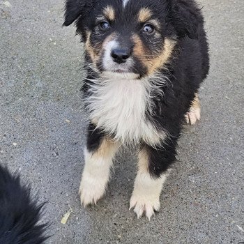 chiot Berger australien Noir tricolore RUBIS 7 Berger australien des fauminards chiot Berger australien Noir tricolore RUBIS 7 Berger australien des fauminards