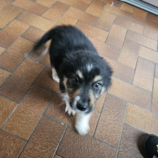chiot Berger australien Noir tricolore UGO Berger australien des fauminards
