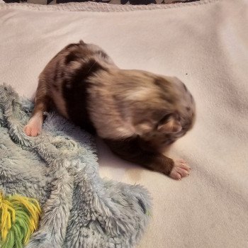 chiot Berger australien Rouge merle Berger australien des fauminards chiot Berger australien Rouge merle Berger australien des fauminards