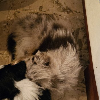 chiot Berger australien Rouge merle Uracco Berger australien des fauminards chiot Berger australien Rouge merle Uracco Berger australien des fauminards
