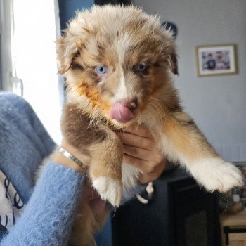 chiot Berger australien Rouge merle Uracco Berger australien des fauminards chiot Berger australien Rouge merle Uracco Berger australien des fauminards
