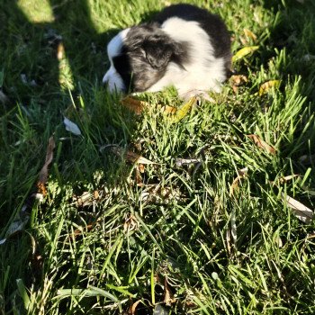 chiot Berger australien Noir tricolore Ulysse Berger australien des fauminards chiot Berger australien Noir tricolore Ulysse Berger australien des fauminards