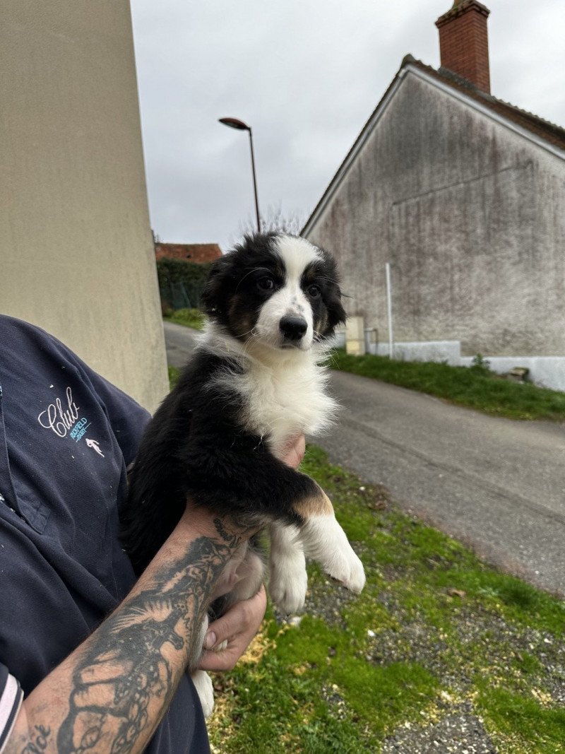 Ulysse Mâle Berger australien