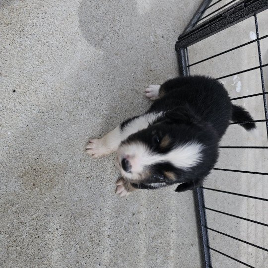 chiot Berger australien Noir tricolore Berger australien des fauminards