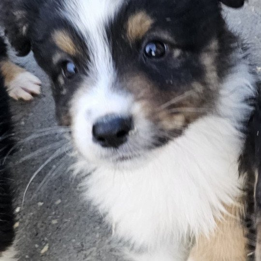 chiot Berger australien Noir tricolore MOZART Berger australien des fauminards