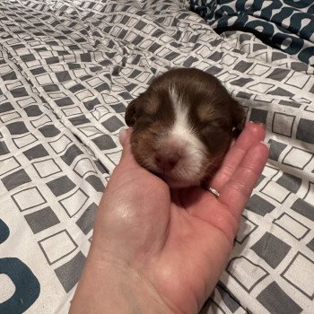 chiot Berger australien ROUGE TRICOLORE Berger australien des fauminards