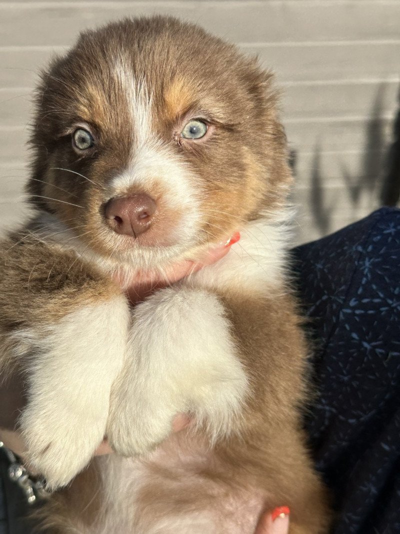 Tyson Mâle Berger australien