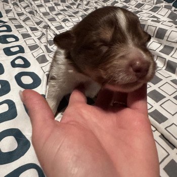 chiot Berger australien ROUGE TRICOLORE Berger australien des fauminards