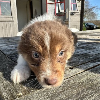 chiot Berger australien ROUGE TRICOLORE Venom Berger australien des fauminards