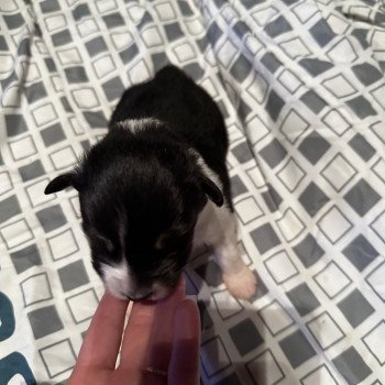 chiot Berger australien NOIR TRICOLORE Berger australien des fauminards