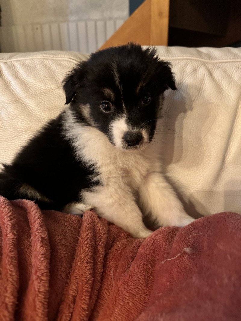 Falko Mâle Berger australien