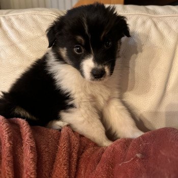 chiot Berger australien NOIR TRICOLORE Falko Berger australien des fauminards