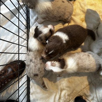 chiot Berger australien ROUGE MERLE Berger australien des fauminards