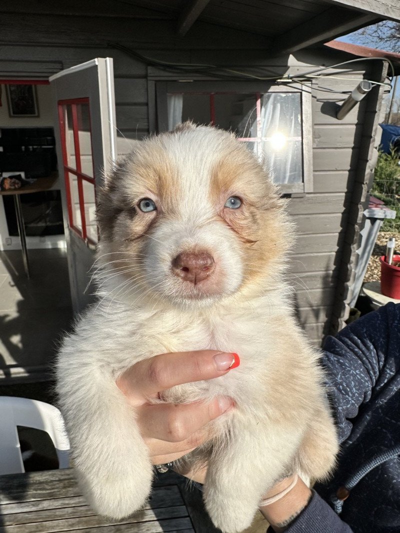 Choco Mâle Berger australien