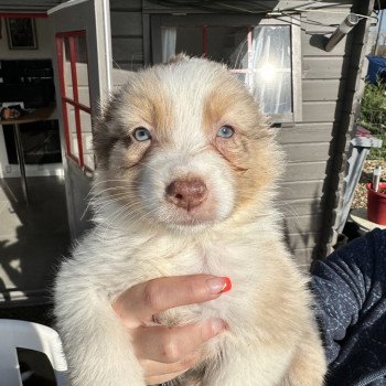 chiot Berger australien ROUGE MERLE Chiot 6 Berger australien des fauminards