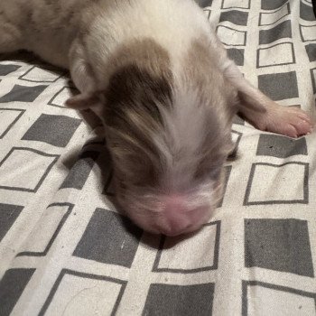 chiot Berger australien ROUGE MERLE Berger australien des fauminards