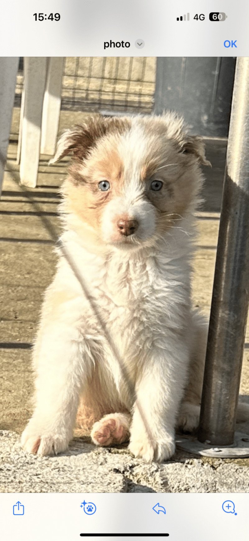 Uchie Femelle Berger australien