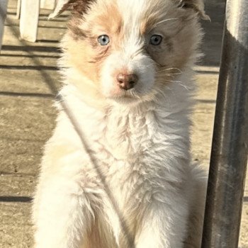 chiot Berger australien ROUGE MERLE Uchie Berger australien des fauminards