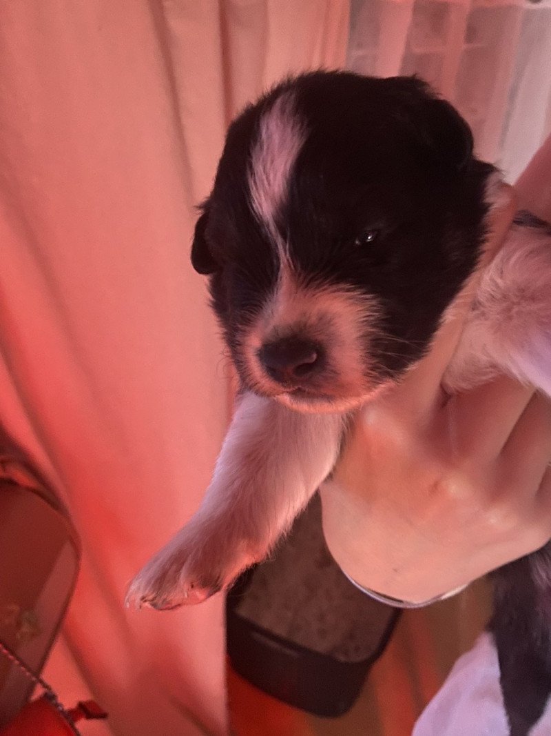 Serge Mâle Berger australien