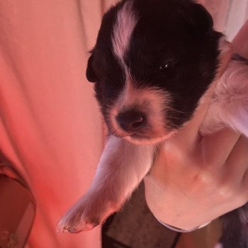 chiot Berger australien Noir tricolore Serge Berger australien des fauminards