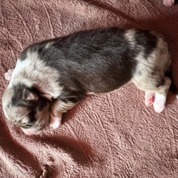 chiot Berger australien Rouge merle Berger australien des fauminards