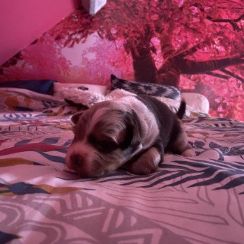 chiot Berger australien Rouge merle V Berger australien des fauminards