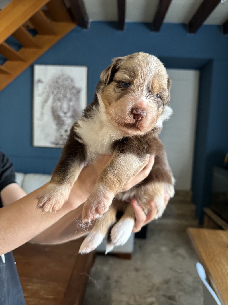 Vénus Femelle Berger australien
