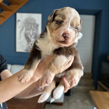 chiot Berger australien Rouge merle Vénus Berger australien des fauminards