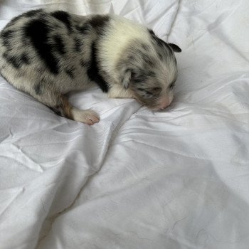 chiot Berger australien Bleu merle Berger australien des fauminards