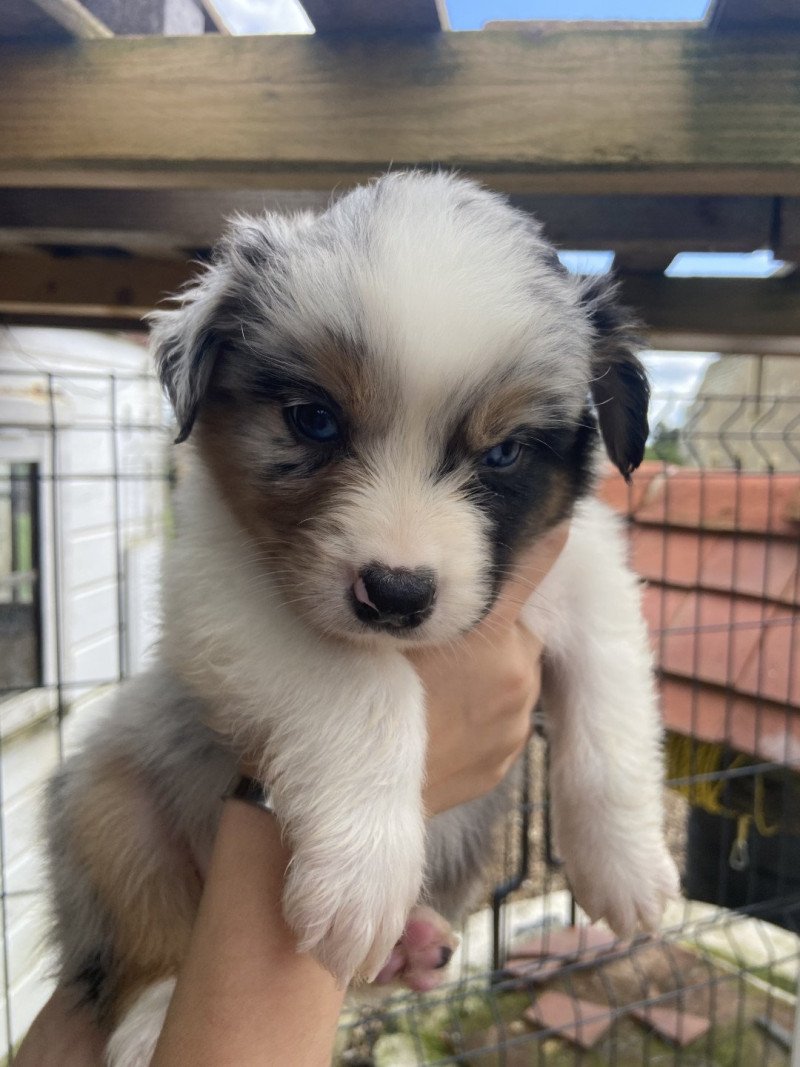 Volt Mâle Berger australien