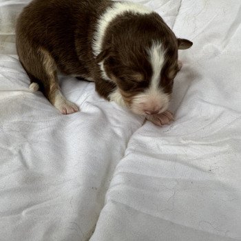 chiot Berger australien Rouge tricolore Berger australien des fauminards