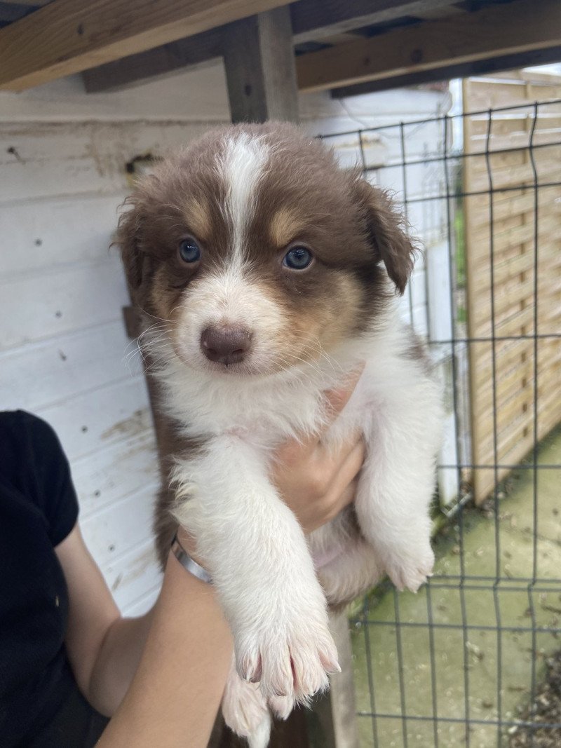 Villy Mâle Berger australien