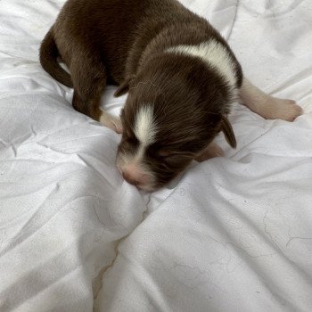 chiot Berger australien Rouge tricolore Berger australien des fauminards