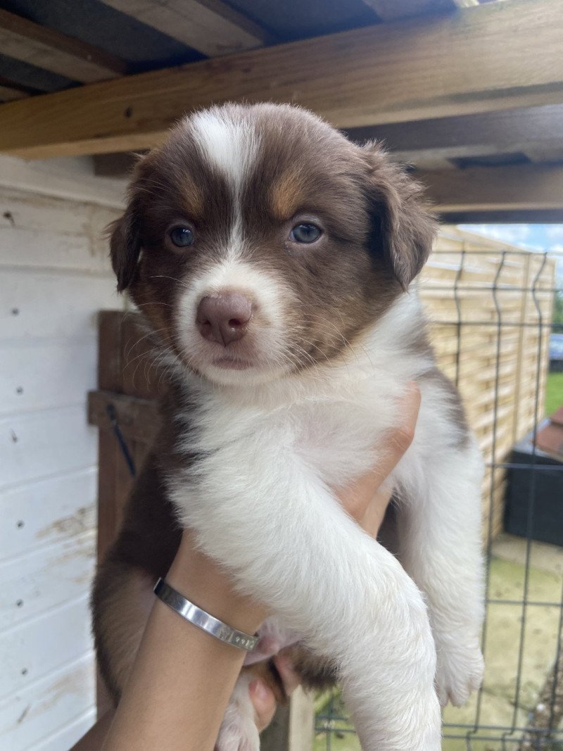 Shadow Mâle Berger australien