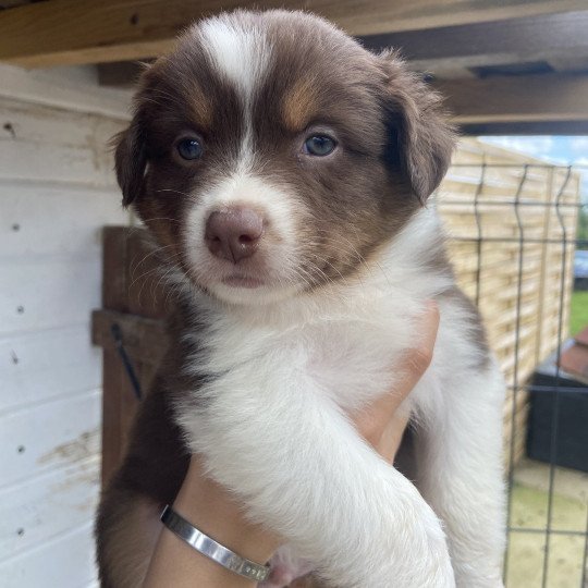 chiot Berger australien Rouge tricolore Vulcano Berger australien des fauminards