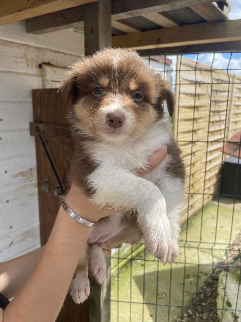 Victoire Femelle Berger australien