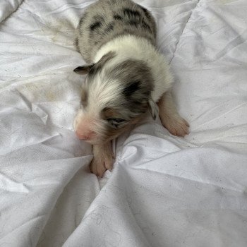 chiot Berger australien Bleu merle Berger australien des fauminards