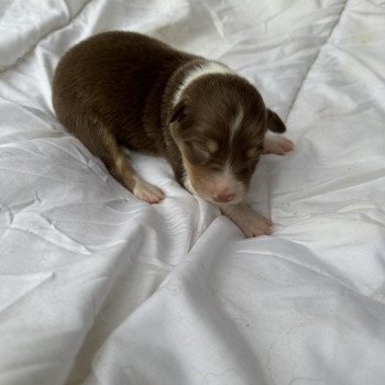 chiot Berger australien Bleu merle Berger australien des fauminards