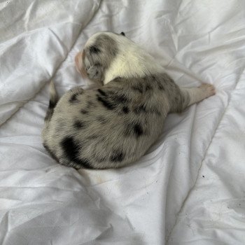 chiot Berger australien Bleu merle Berger australien des fauminards