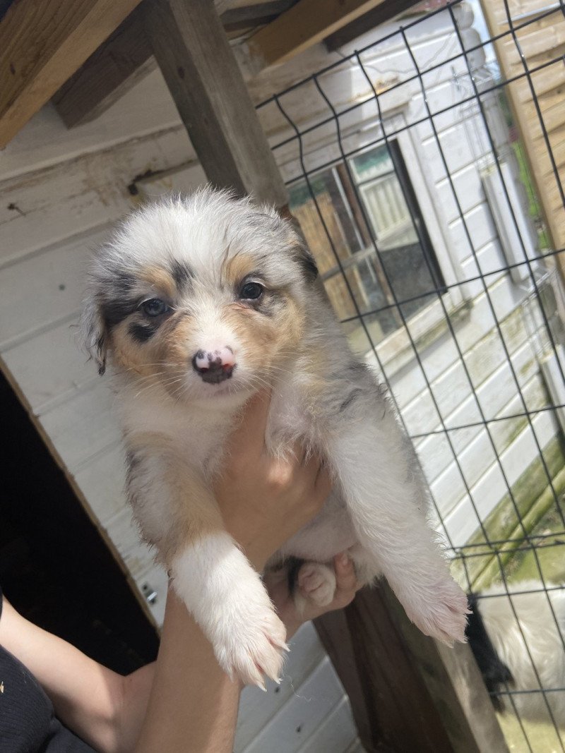 Vaya Femelle Berger australien