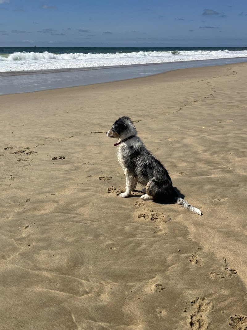 Vitaa Femelle Berger australien