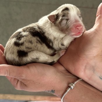 chiot Berger australien Rouge merle Berger australien des fauminards