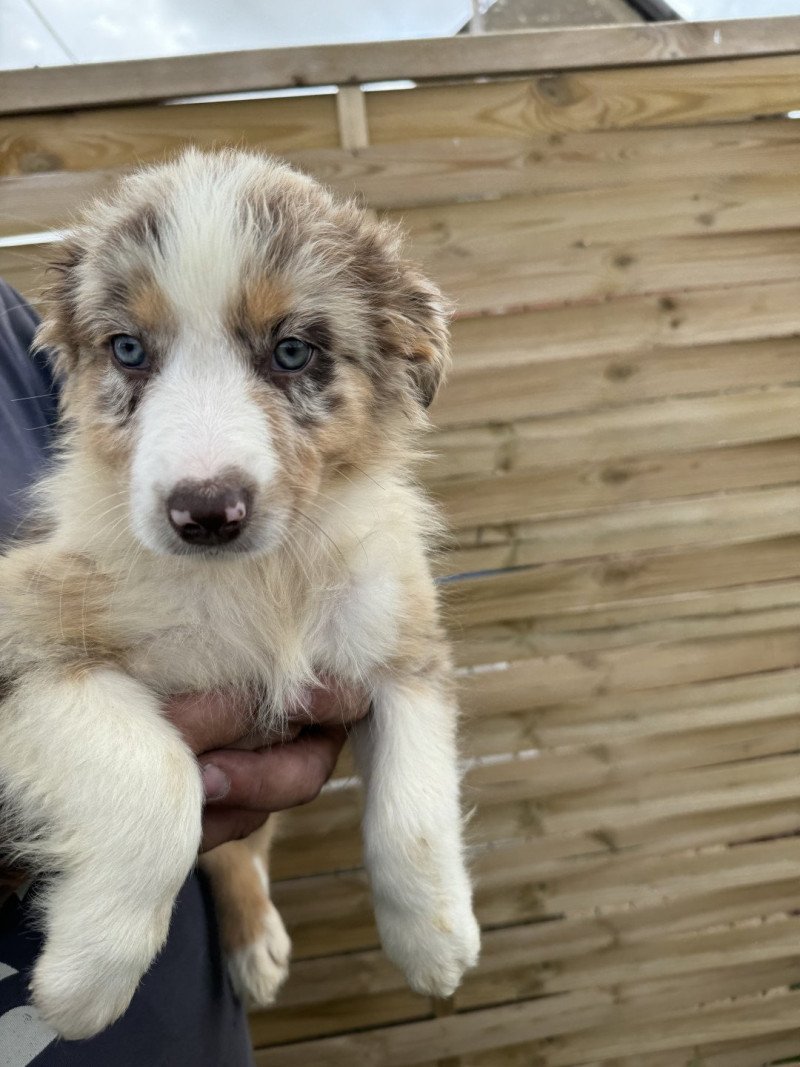 Louna Femelle Berger australien